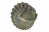 Wide, Enrolled Flexicalymene Trilobite - Indiana #287248-1